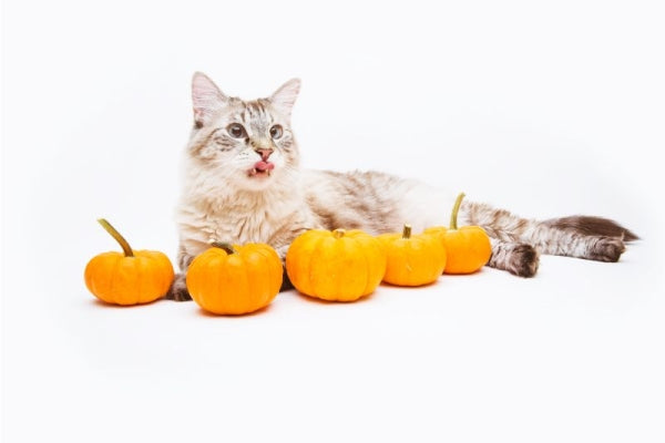 【猫飼いTIPS】猫は“秋の味覚”かぼちゃを食べてもいいの？