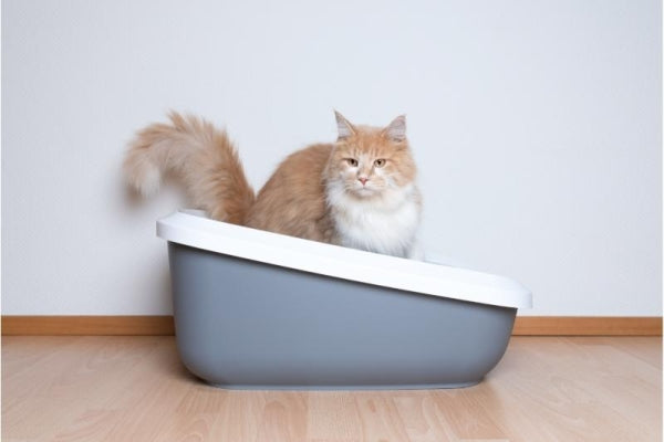 【猫飼いTIPS】「トイレの日」に考えたい愛猫の理想的なトイレ環境