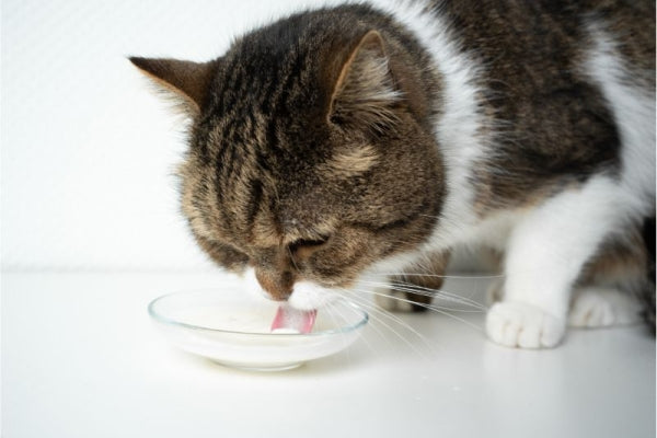 【猫飼いTIPS】猫に牛乳を飲ませてもいいの？