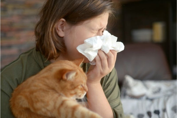 【猫飼いTIPS】猫アレルギーのない猫って存在するの？ 猫アレルギーについて知ろう