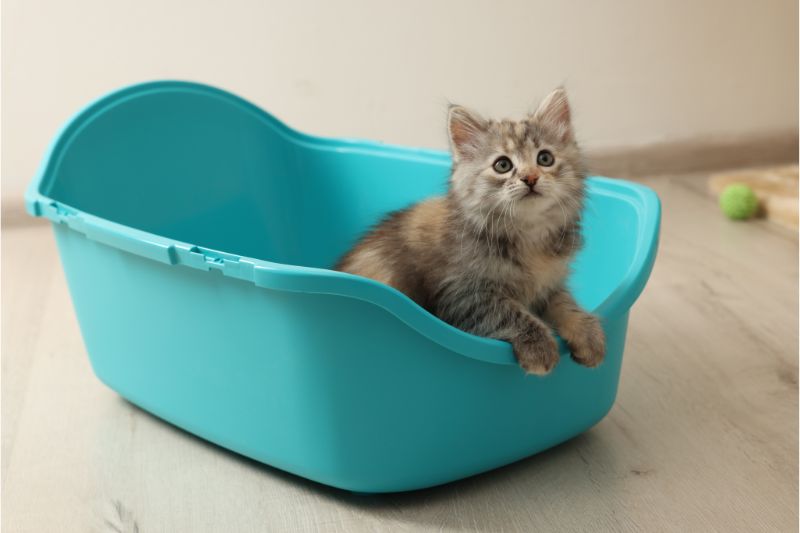 子猫はどうやってトイレの使い方を知るの？