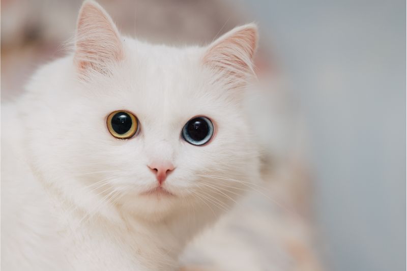 子猫の目の色は、大人になるとなぜ変わるの？