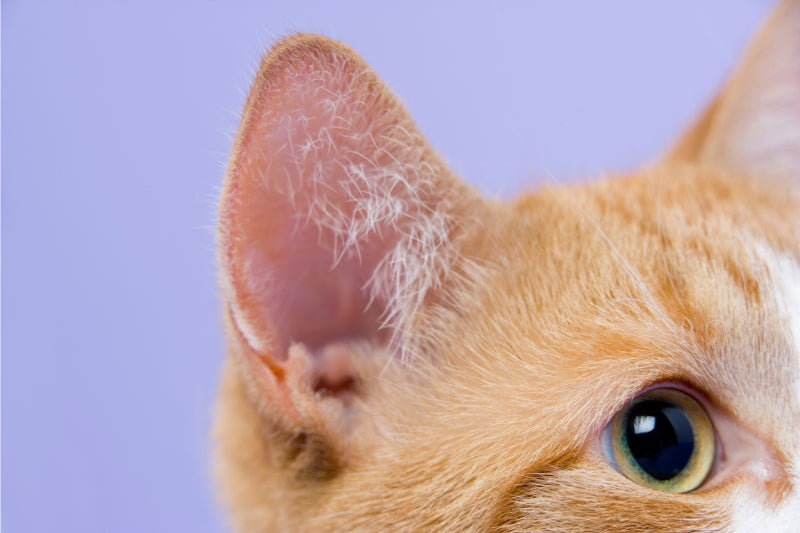 猫が耳の感染症にかかっているかどうかを見分ける方法とその対処法