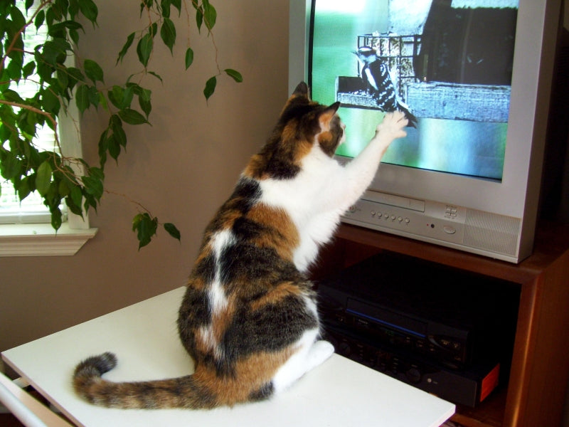 猫はよくテレビを見るけれど楽しいの？ 番組の好き嫌いはある？
