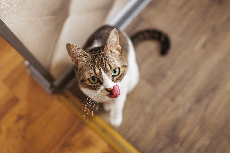 ねこまんまっていうけど、猫にご飯を与えてもいいの？