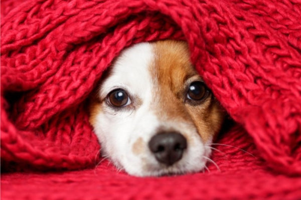 【犬飼いTIPS】犬の低体温症 ～原因と予防、治療のために知っておくべきこと