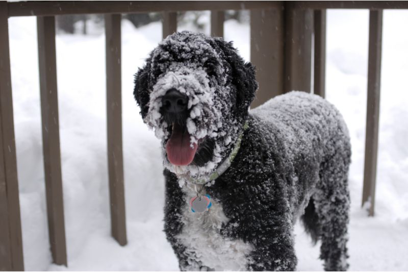 冬は愛犬の凍傷に要注意！ この深刻な寒冷障害の予防と治療方法を知ろう