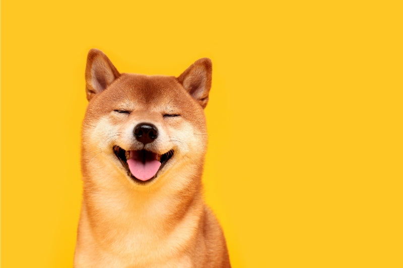 犬も私たちと同じように楽しいと笑うの？ そこに意味はあるの？