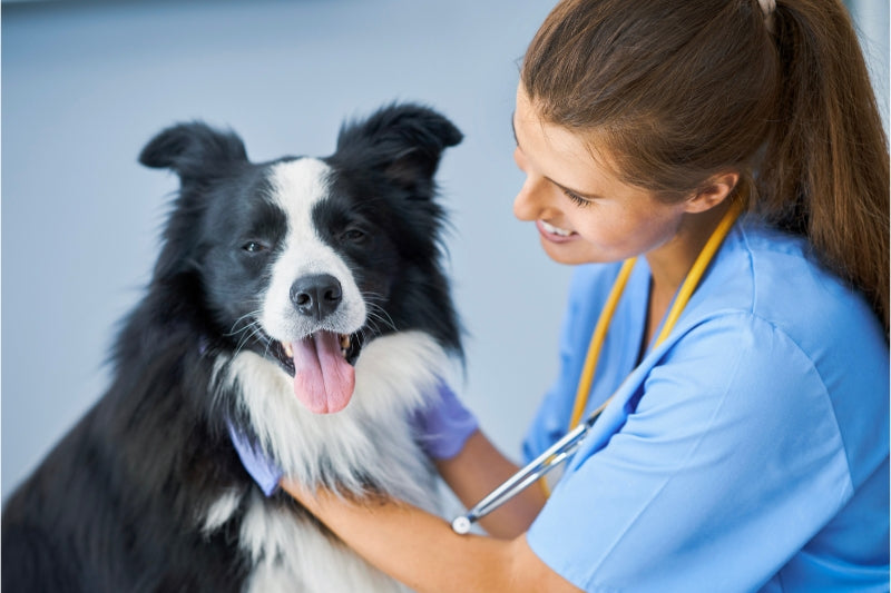 愛犬にも年に一度の健康診断が大切な理由と検査内容を知ろう
