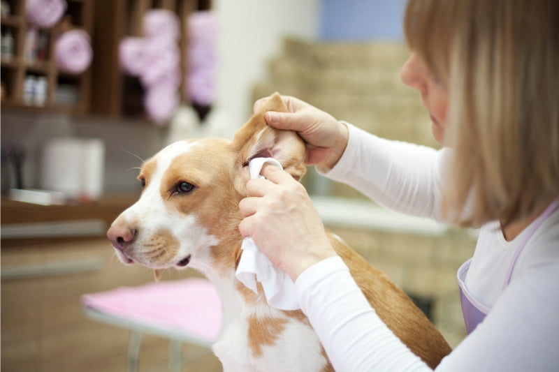 犬の耳ダニ症について知ろう ～症状と治療・予防方法とは