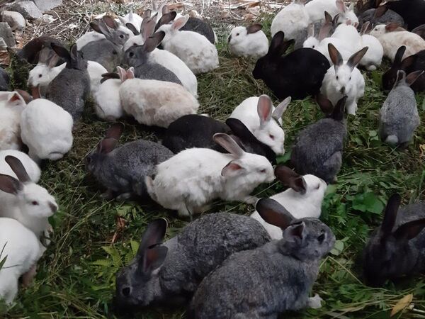 「こんなはずじゃなかった……」は通用しない。ウサギ200匹越えの多頭飼育崩壊という愚行